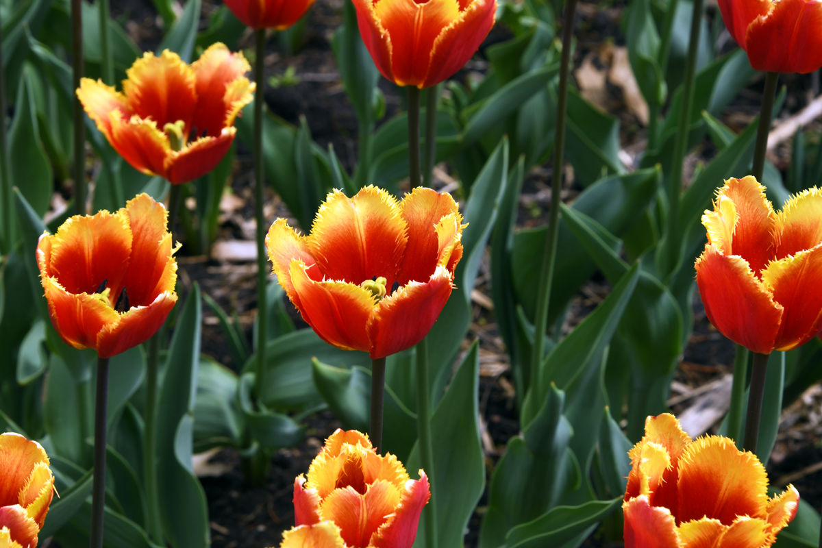 224 Colorful tulips in Scholte Garden.JPG
